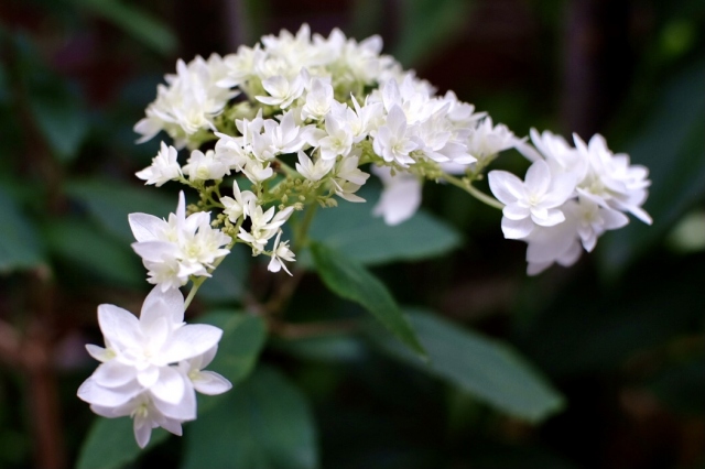 隅田の花火？