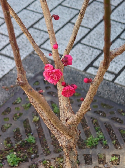 紅梅町に咲いた紅梅（紅梅北通り）